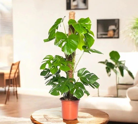 Monstera Plant